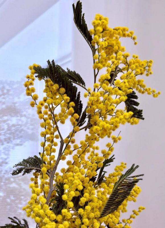 �������� ����������