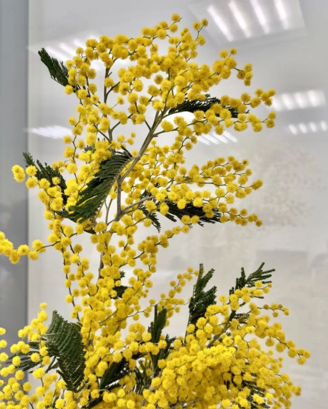 ������ ����������� ������ �����