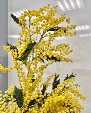 ������ ����������� ������ �����