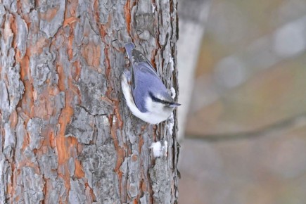 � �� ���������� ���� ����� ����� �������?)