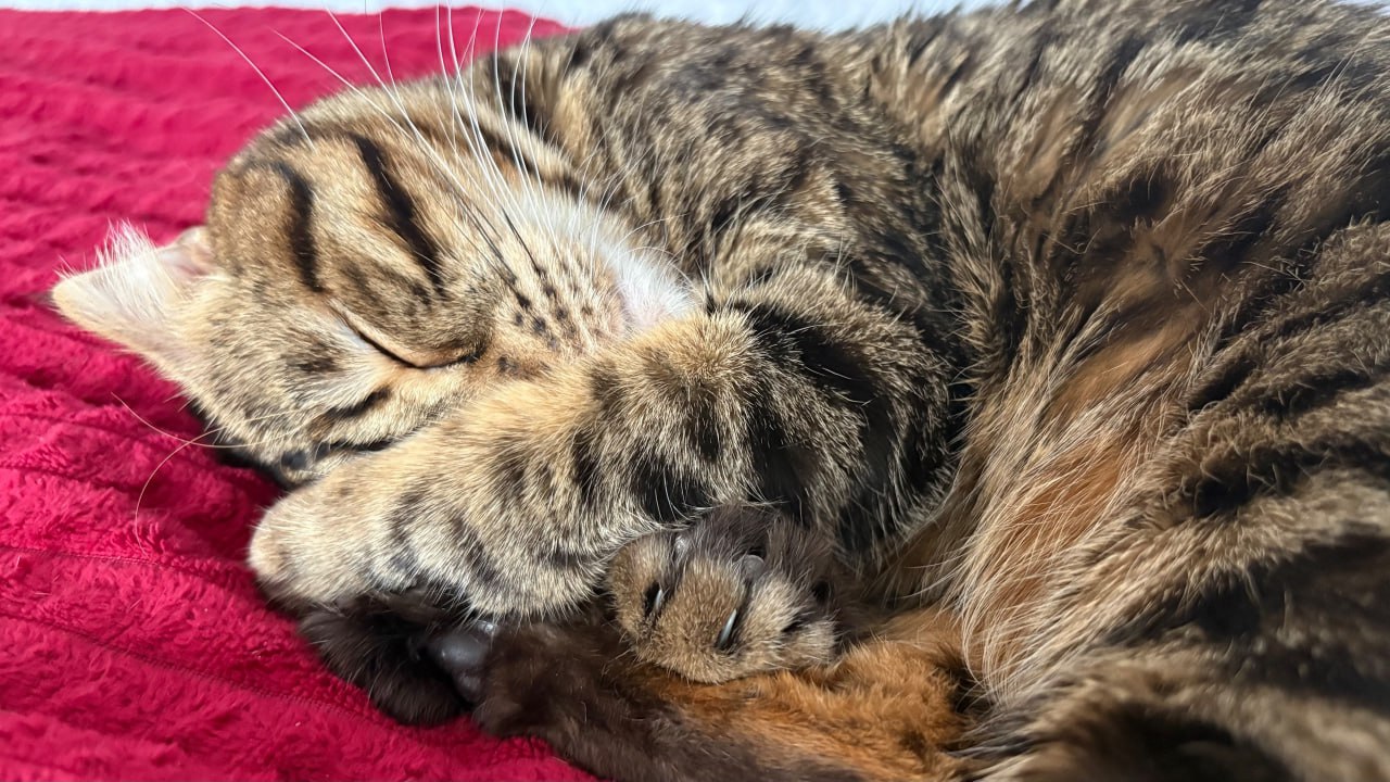 Утро 14 марта нужно начать правильно: что можно и нельзя делать сегодня, чтобы не спугнуть удачу?