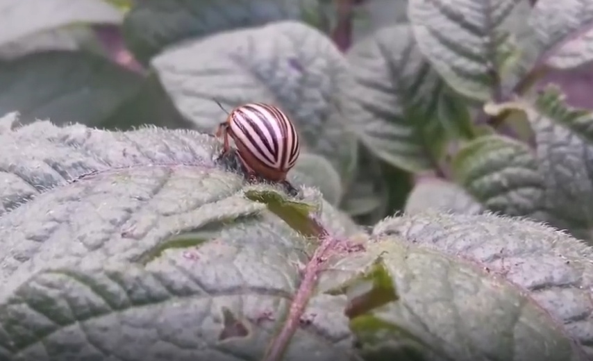 Как защитить картошку: народные советы против колорадского жука