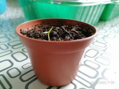 Проблемы садоводов в марте: как справиться с эмоциями