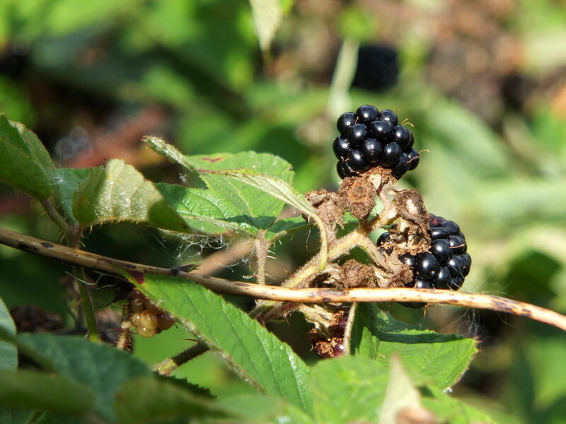 Как правильно подкармливать ежевику для богатого урожая