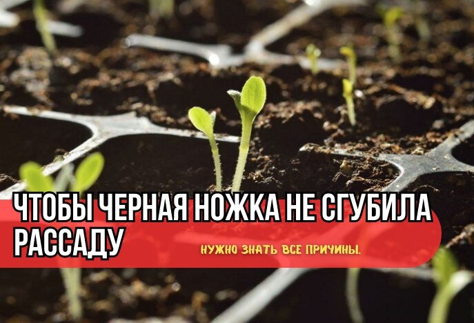Черная ножка на рассаде: неожиданные причины и частые ошибки садоводов