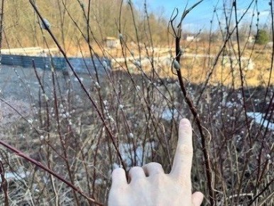 Вербы распустились в Тюмени раньше срока