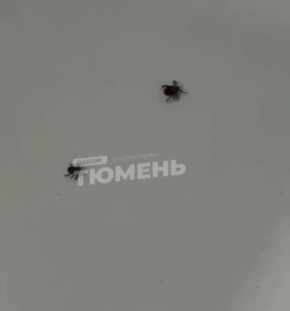 Тюменцы все чаще цепляют клещей