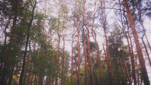 Законопроект об изменениях в охране природы: оборона страны против экологии