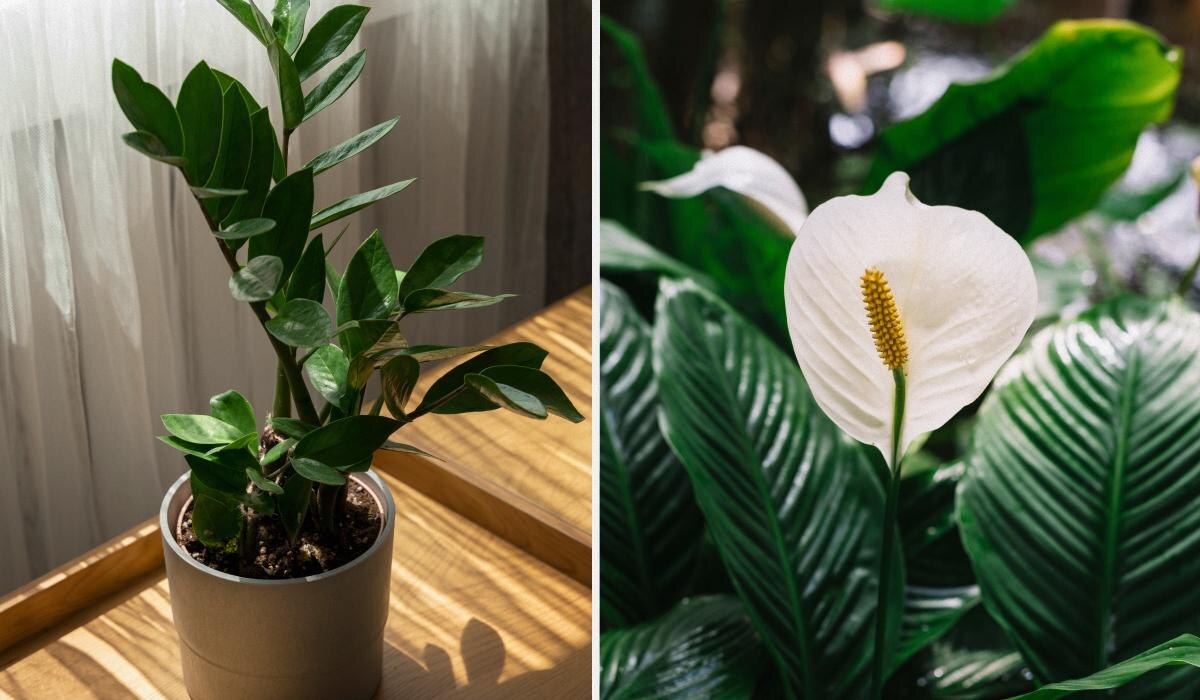 Первые шаги в мир комнатного садоводства: как выбрать неприхотливые растения