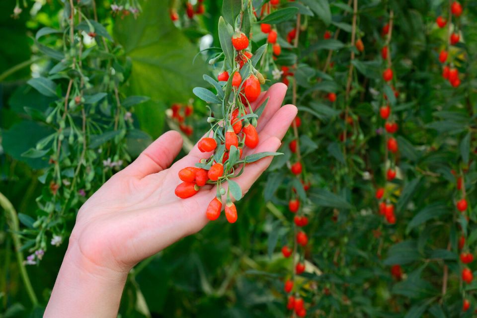 ������ � ������������ �������� �������� ��� ����� ���� � ������