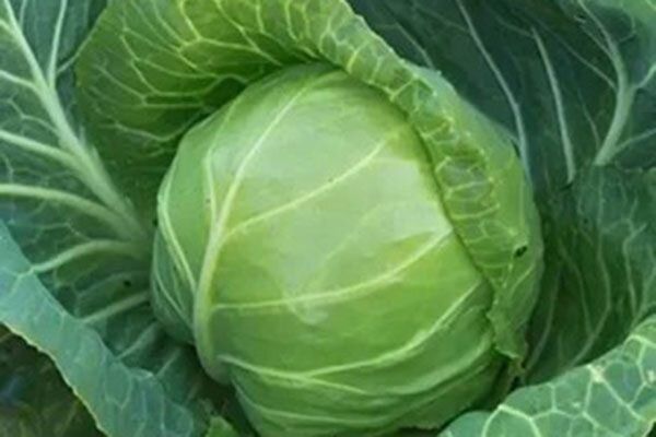 ������� �����: ��������� ����� ��� ������ �������