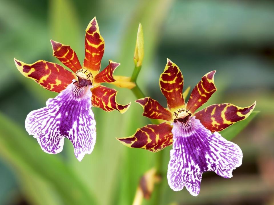 ���� ��� ����������� ��������� ��� �������: ������� ��������� �����