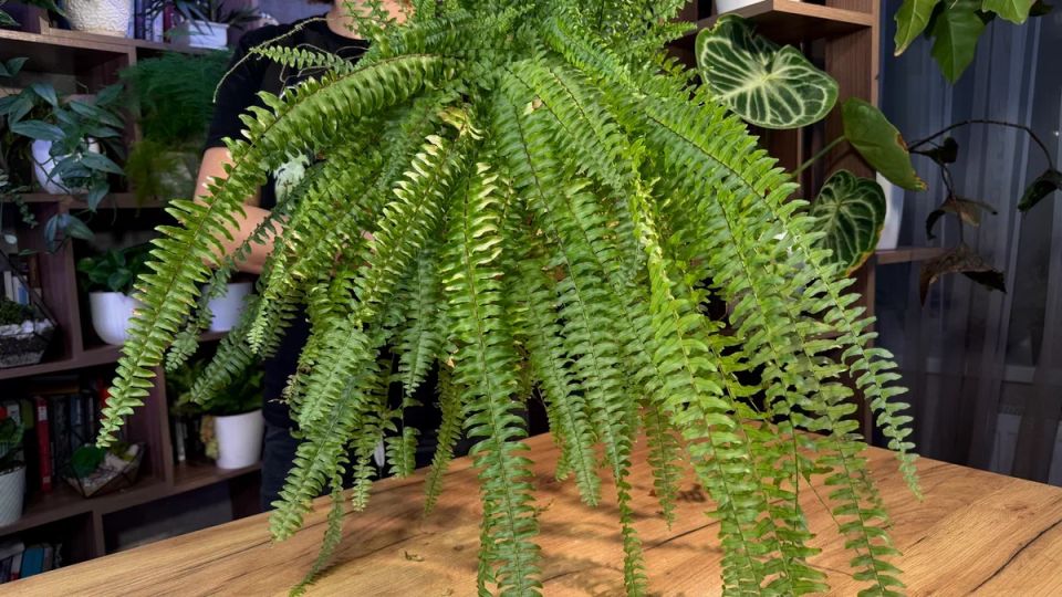 ��� ��������� ��������� �����������: ������������ �� ���������������� �����