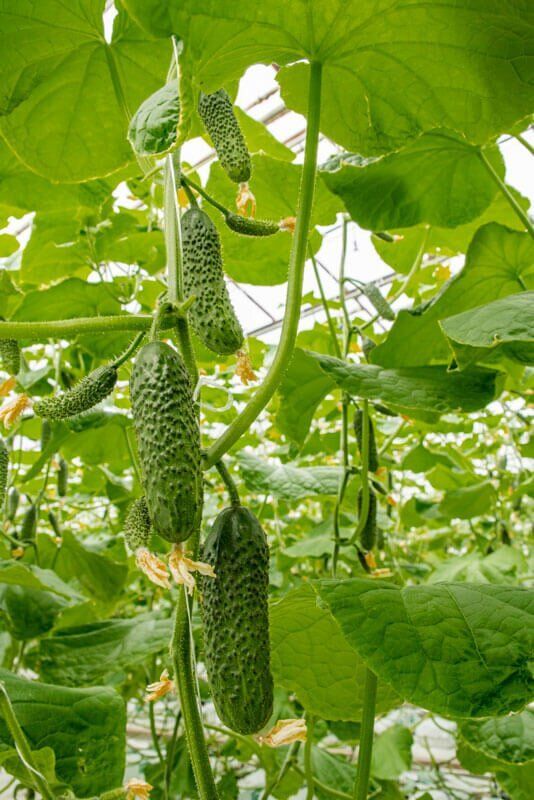 ��� ������ ����� �������� ������ � ����� ���������