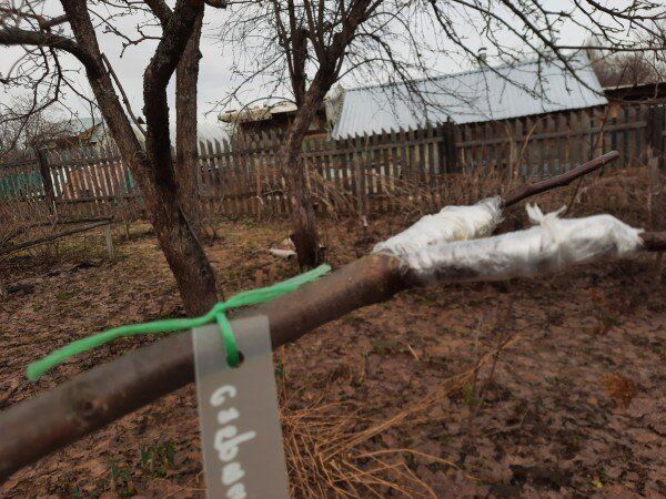 �������� ��������: ��������� ��� ���������-���������