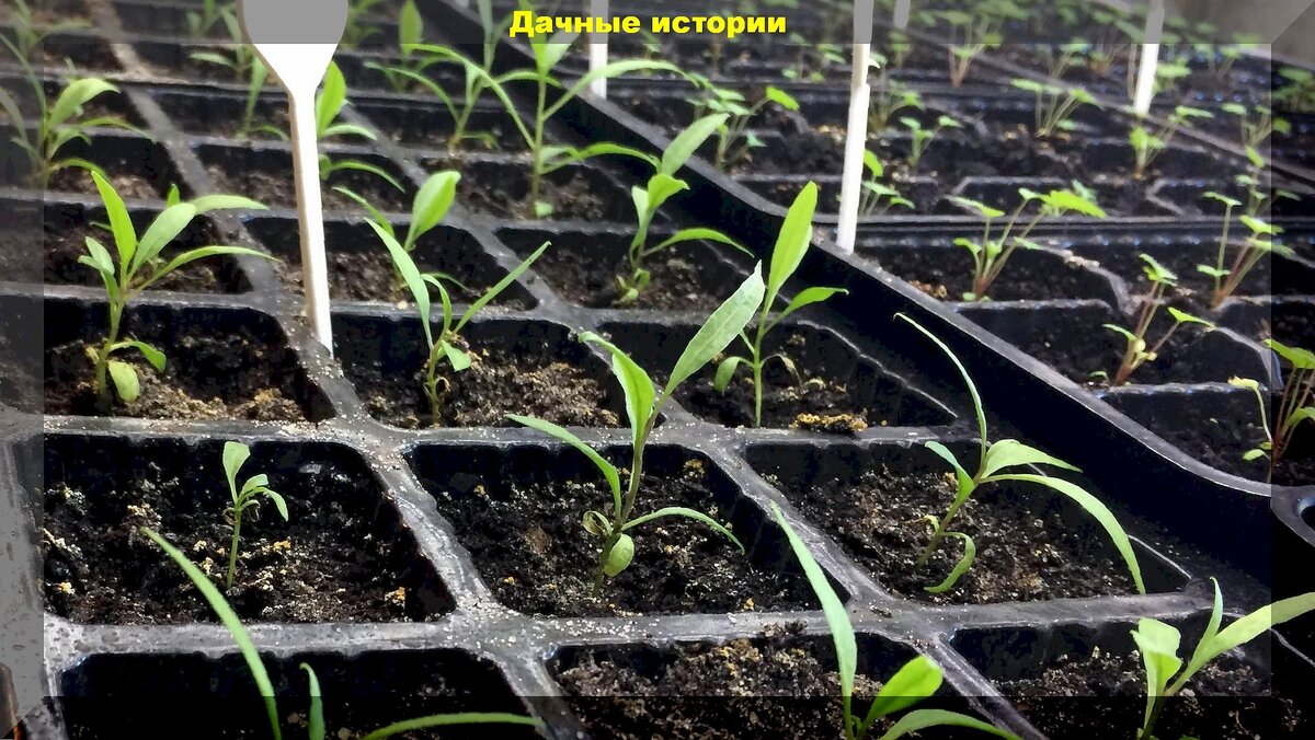 Апрель — время для посевов, когда готовится рассада овощей и цветов