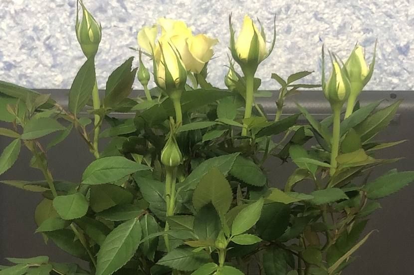 ��� ��������� �� ��������� �����?