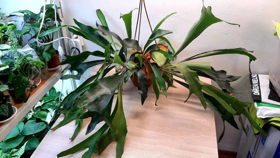 ���������� ����������: ������� ����� �� ������������ ���������