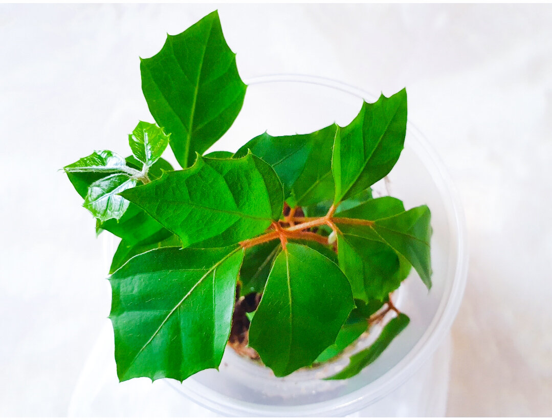 Как спасти любимое комнатное растение: советы по укоренению циссуса