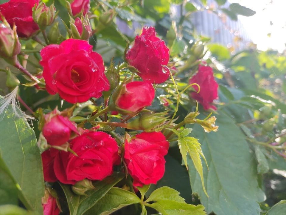 ������� ���: ��� ������������ ���������� ������� ��������