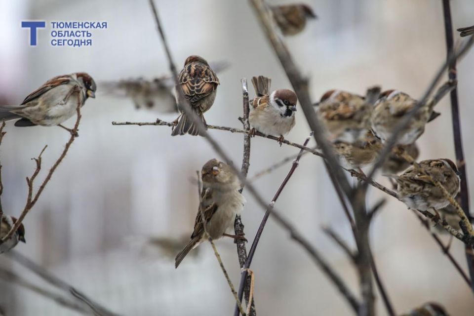 ��������� ���������� ��������, ������ �� ����� ������� ���� ������