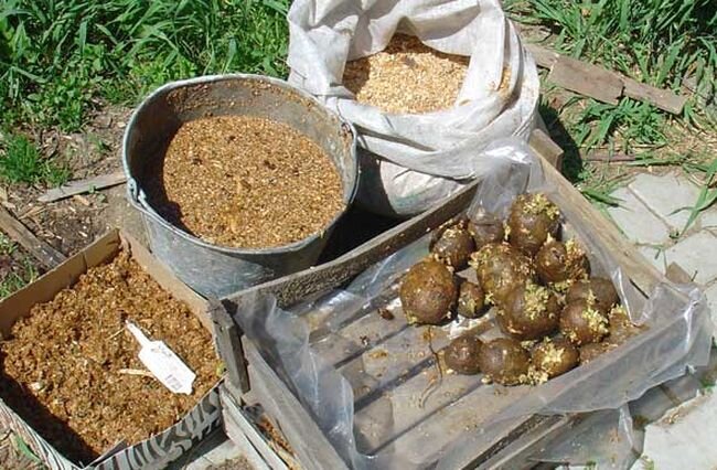 Увеличение урожайности картофеля с помощью проращивания в ящиках