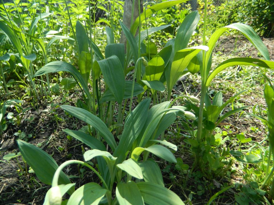 �������� ��������: ��� ��������� ������� � ����� �������