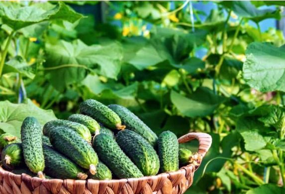 ��� ��������� ����������� ������ �������: ������� ������ ��� ����