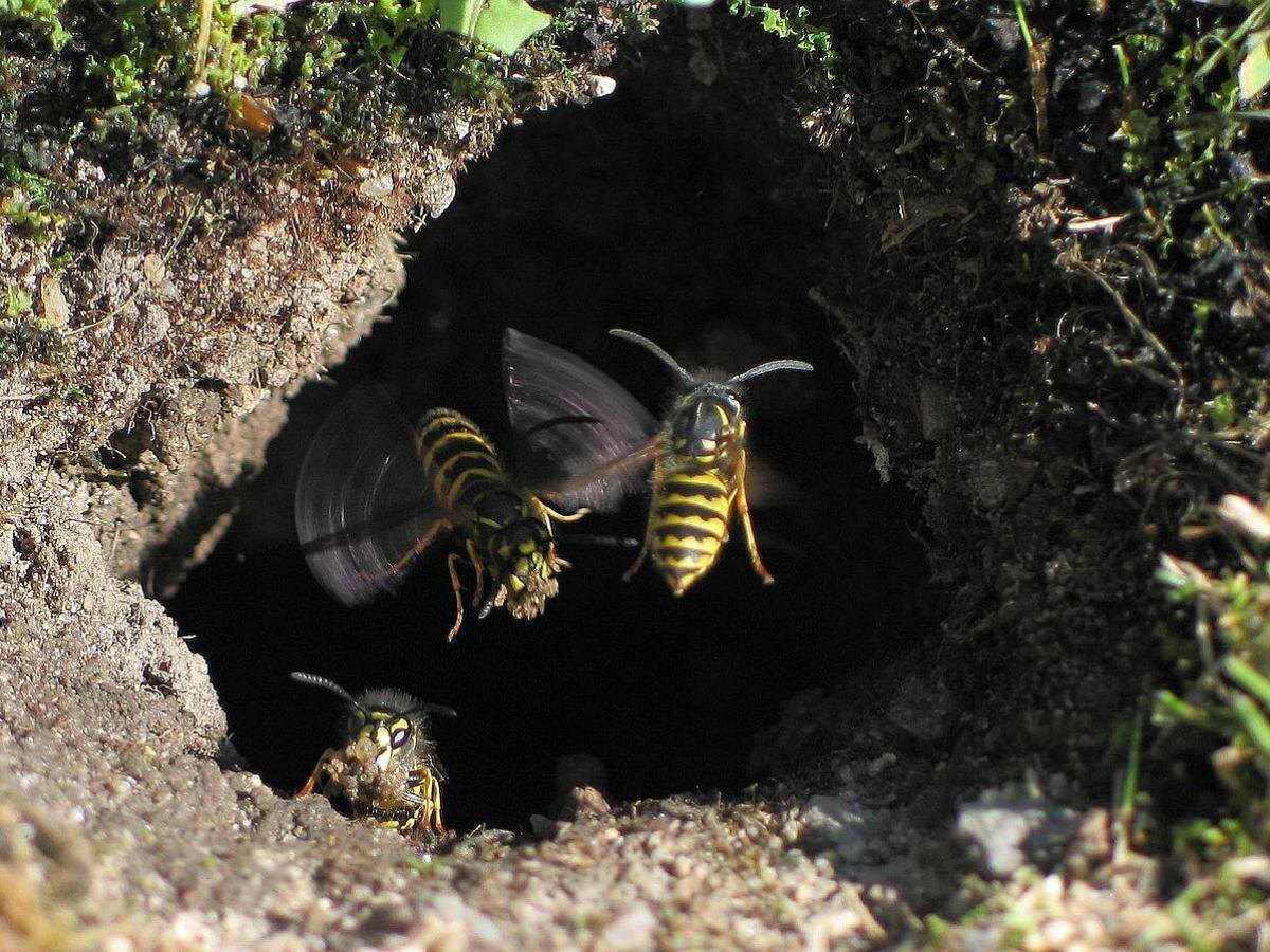 Эффективные методы борьбы с осами: советы опытных садоводов для вашего участка