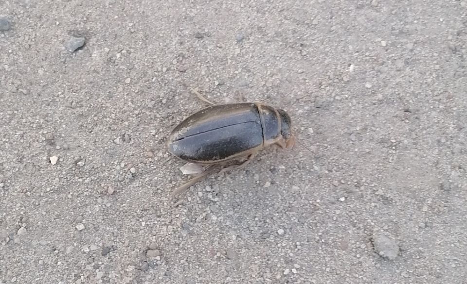 ���-�������� �� ����� �������: ��������� ��� ����������� �������?