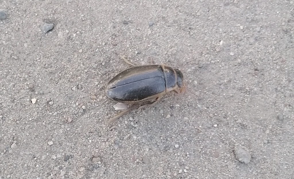 Жук-плавунец на вашем участке: вредитель или незаменимый союзник?