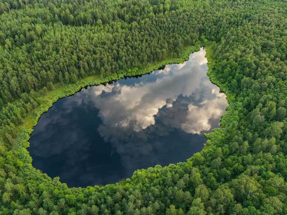 ����� ������������, ���� �������: ����� ���� ��� �����������