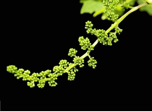 ����������� ������ ���������: ��� �������� �������� � ����������