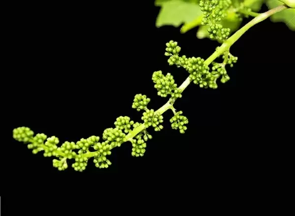 Эффективная защита винограда: как избежать болезней и вредителей