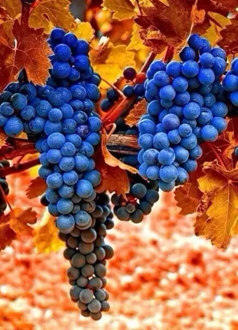 Октябрь для виноградарей: ключевые задачи для успешного урожая