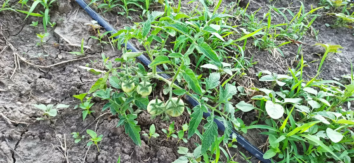 Секреты успешного урожая: как простые удобрения помогут вырастить крупные помидоры