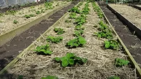 Клубника, которая радует: секреты вкусного урожая