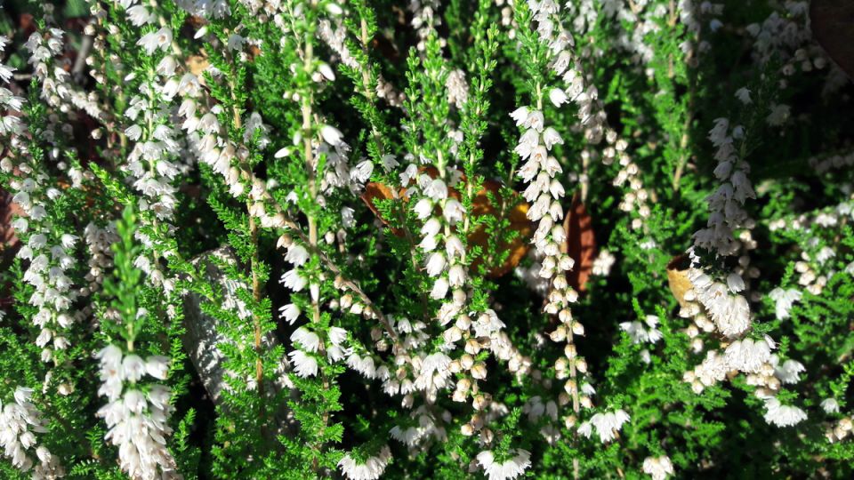 ������-����� �� ������� ������������ ��������: ��������, ������ � �����