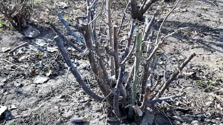 ��� ��������� ����������� ���� � ����: ������� �������� �������