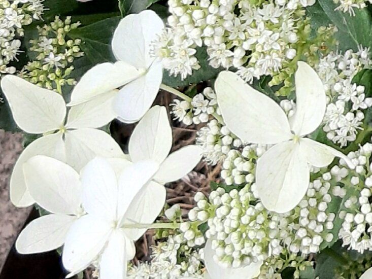 ���������� ��������� �������� ��������