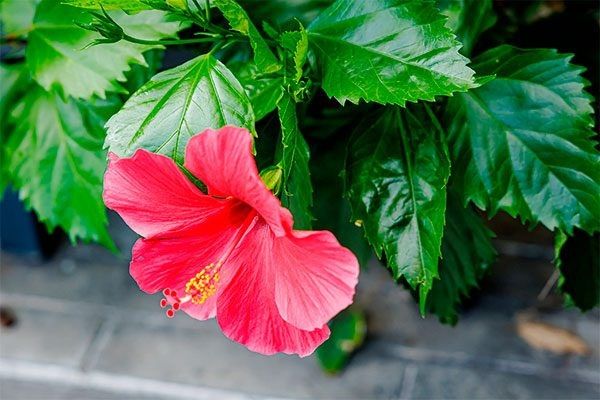 �������� ��� �������: ��� �������� ������� �������� �� �������� � ����������