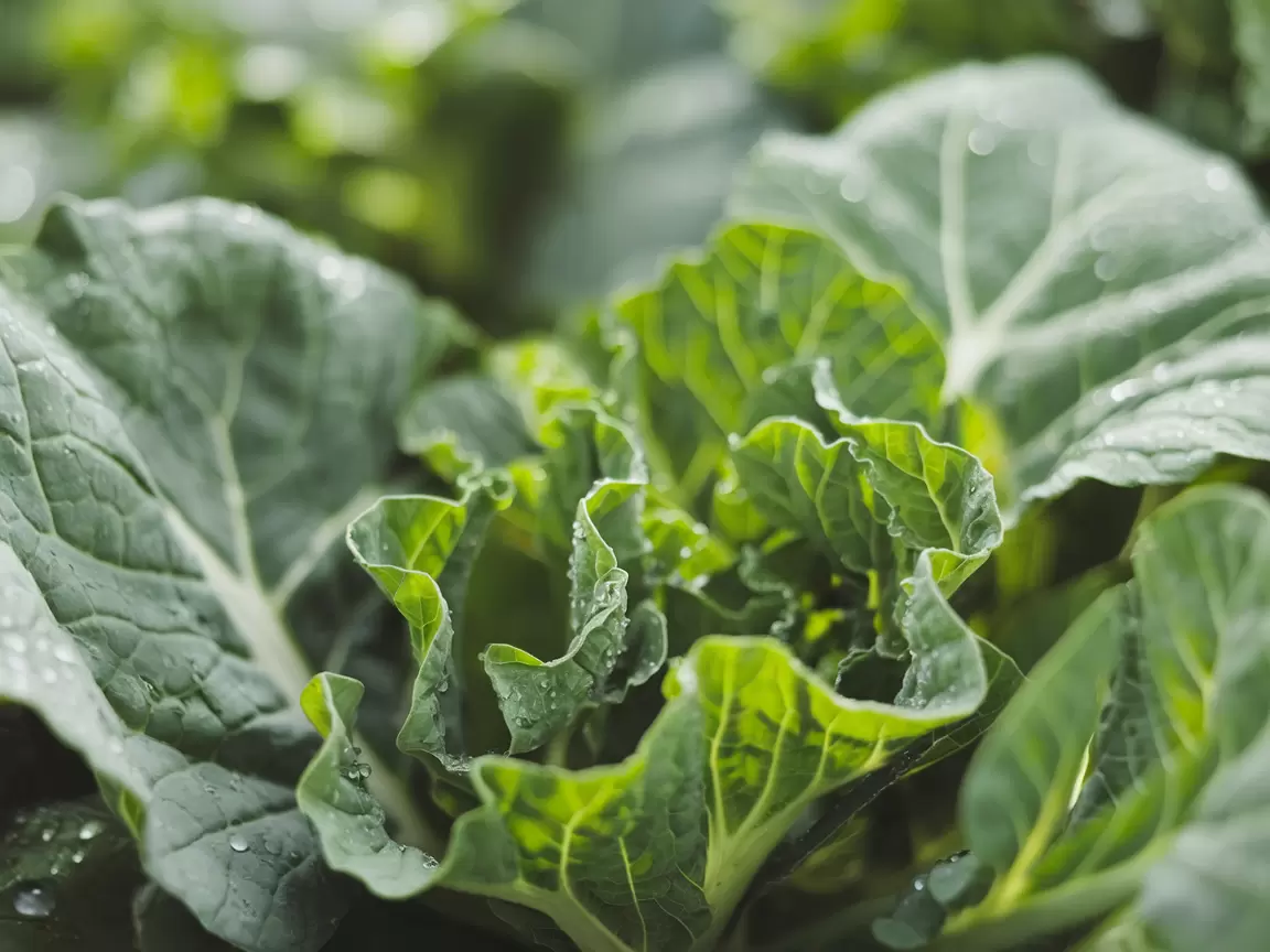 Эффективные рецепты борьбы с капустной молью: как защитить свой огород всего за сутки