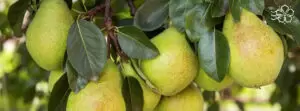 Как выбрать и эффективно посадить груши весной: советы и секреты