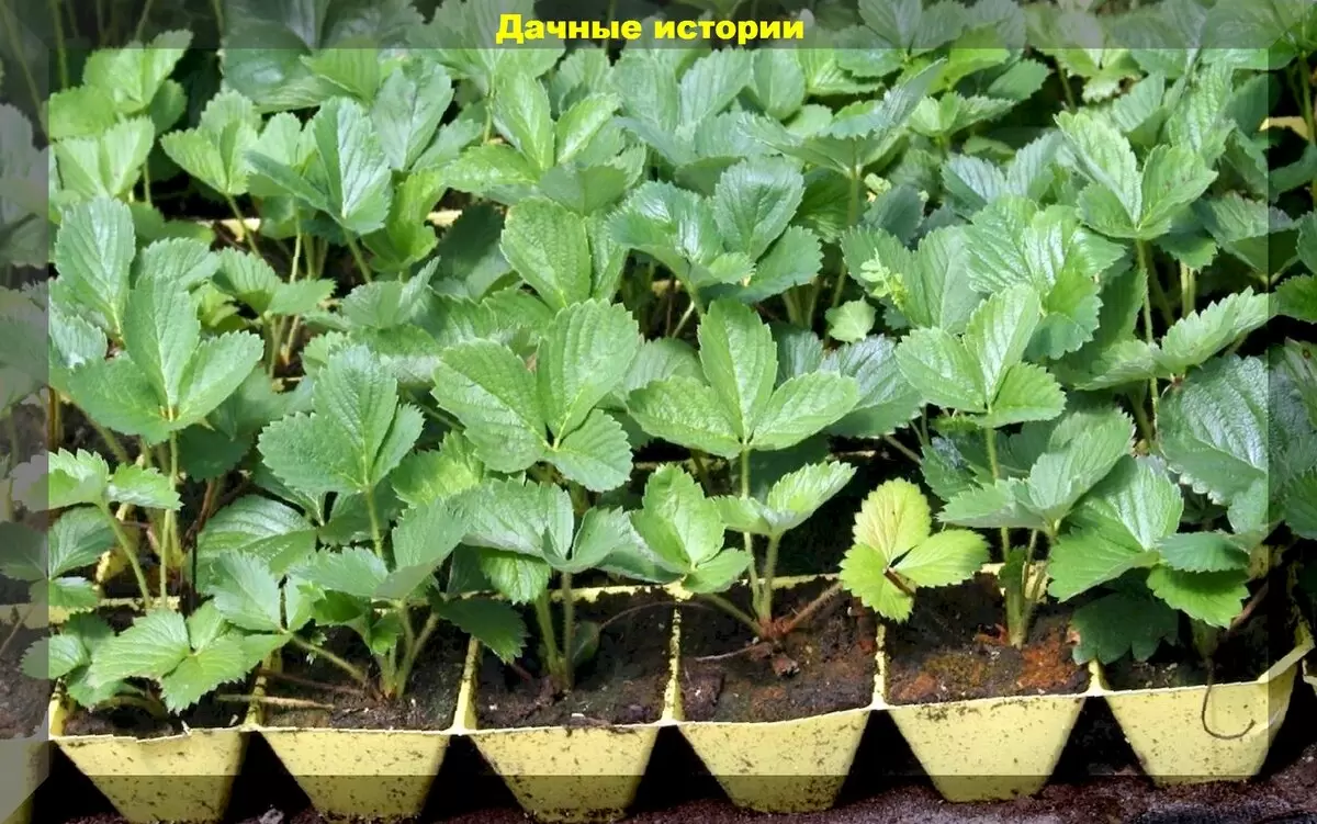 Секреты успешного выращивания рассады: полезные советы для огородников