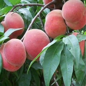 ������ ���� ��: ��������� ���� � ���������� �������� � ���������� � �������