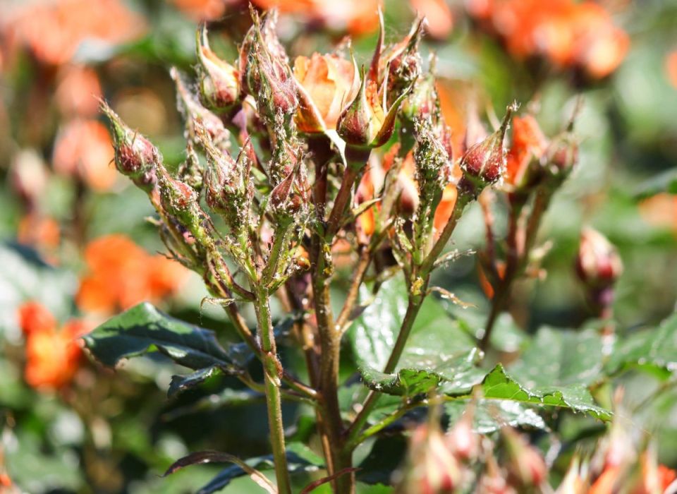 ����������� ������ � ��� �� �����: ��������� ������ ��� ����� �� �������