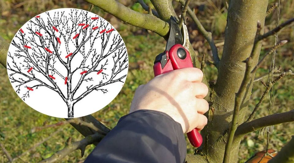 ������� ������� ������: ������� ��������� ����� �� ��������� ���������