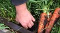 Как обычная морковь стала сладче конфет: секреты успешного выращивания