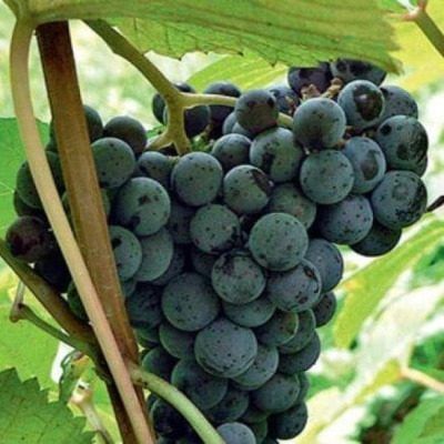 �������� ���������������: ������� ��������� ����������� � �������� ��������