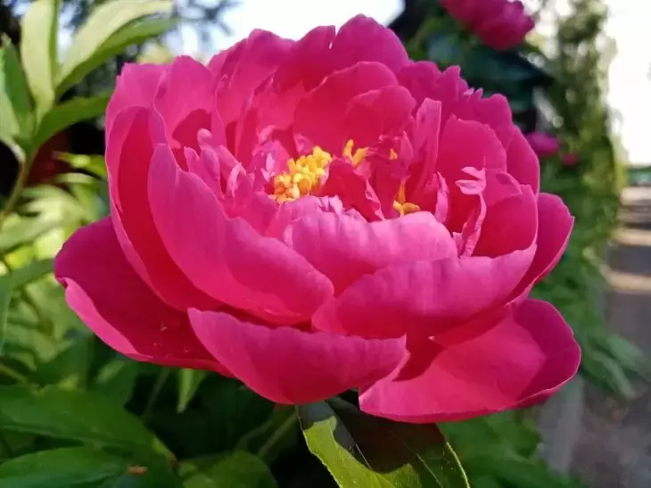 Как порадовать пионы: секреты ухода после цветения